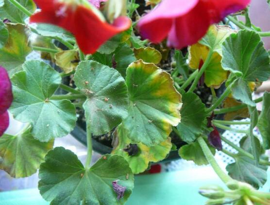 天竺葵葉子發(fā)黃怎么辦，天竺葵葉子發(fā)黃解決辦法