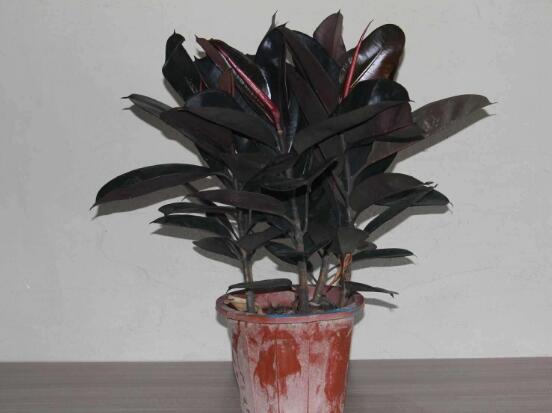 橡皮樹(shù)怎么換盆，教你四個(gè)簡(jiǎn)單易學(xué)的方法