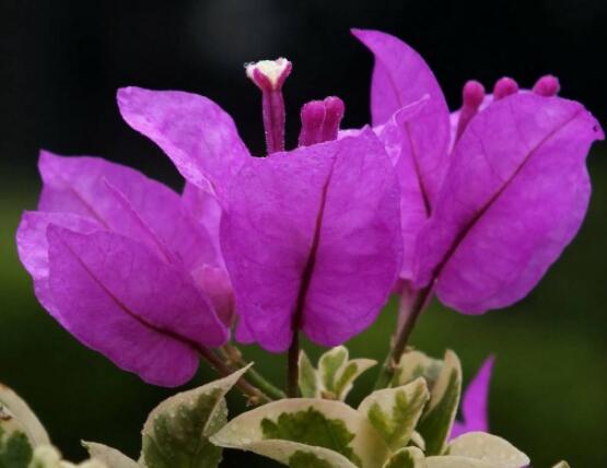 三角梅的資料，花色艷麗/美化環(huán)境、凈化空氣