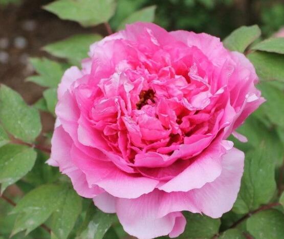 牡丹花養(yǎng)殖方法和注意事項，老農(nóng)總結七大基本養(yǎng)殖方法