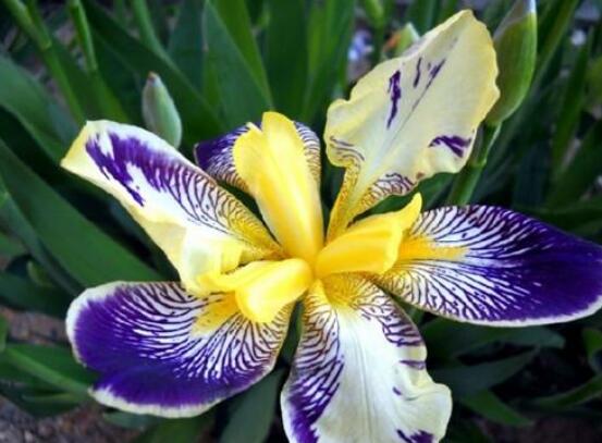 欣賞最好看馬蹄蓮圖片花語，代表著忠貞不渝，永結(jié)同心