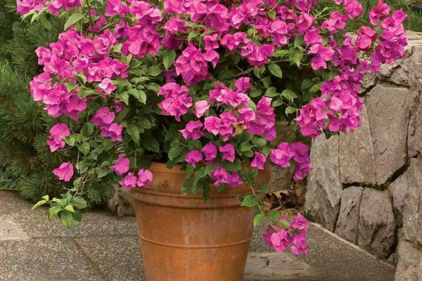 三角梅主干怎樣養(yǎng)粗，及時追肥/修枝剪葉