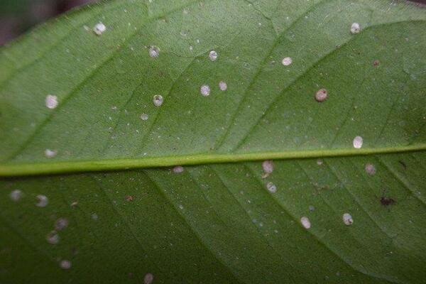 盆栽綠蘿病蟲(chóng)害的防治，5種常見(jiàn)病害及解決方法讓你告別病蟲(chóng)害