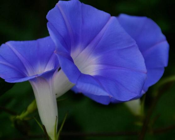 牽?；ǖ南笳饕饬x，一種遙不可及的愛戀、不屈不撓精神