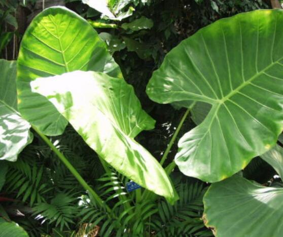 海芋和馬蹄蓮的區(qū)別，教你三種區(qū)別方法(形態(tài)/花序/價(jià)值)