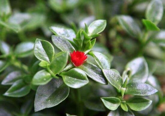 牡丹吊蘭怎么繁殖，教你兩種繁殖方法(水培和土培)