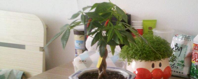 發(fā)財樹修剪方法