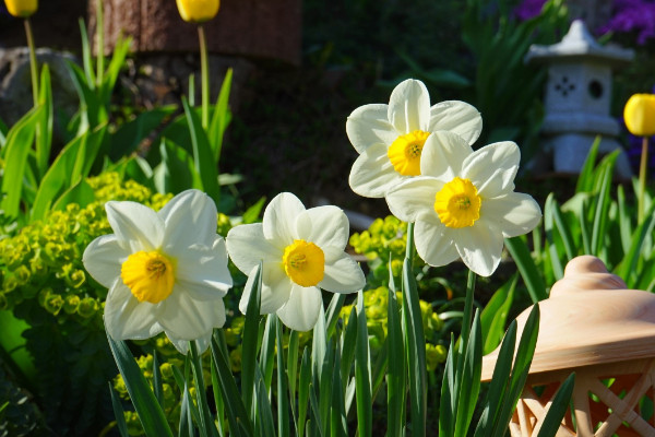 水仙花開完花后怎么處理，修剪殘花沙藏球莖等