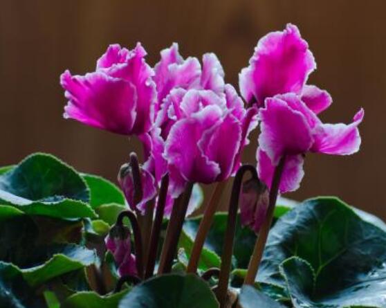 仙客來葉子發(fā)黃花倒下怎么辦，老農(nóng)總結(jié)出三種最實用解決措施