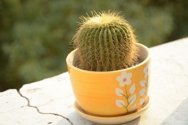 仙人球吸收甲醛嗎，其實(shí)仙人球吸收甲醛能力一般