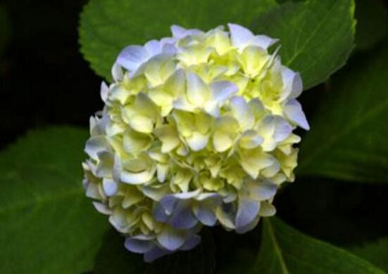 繡球怎么澆水，做好四個要點可生長青翠碧綠