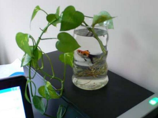 水培綠蘿可以養(yǎng)魚嗎，綠蘿怎么水培方法圖解