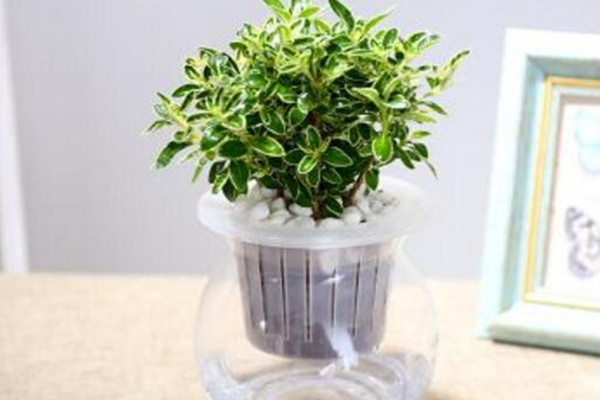 六月雪放水里會生根嗎，可以生根但需要更加細心的養(yǎng)護