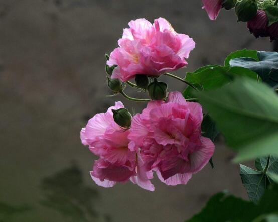 木芙蓉花怎么修剪，在每年萌芽和花謝后修剪最佳