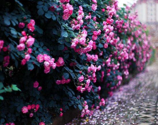 薔薇花冬天掉葉子是怎么回事，冬天掉葉子解決辦法