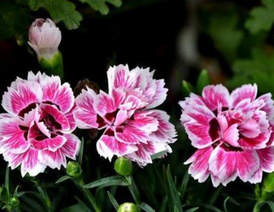 康乃馨一年開幾次花，一年只開一次花