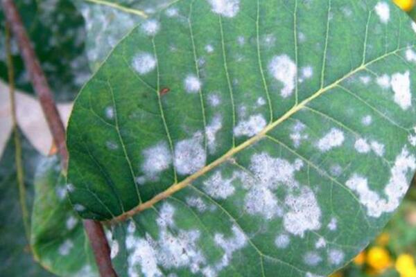 薔薇花病害及防治方法，四種病害的癥狀以及防治