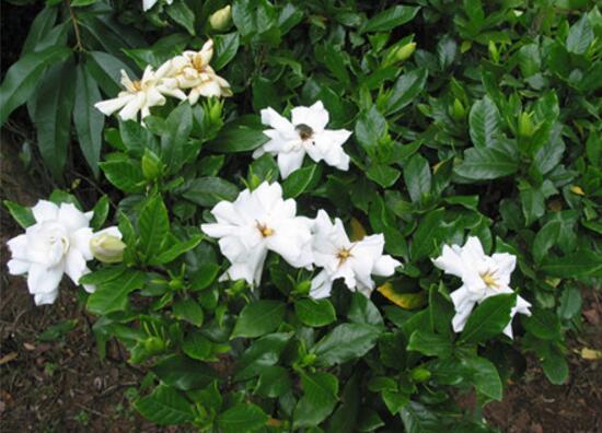 梔子花爛根還能活嗎，梔子花爛根怎么辦