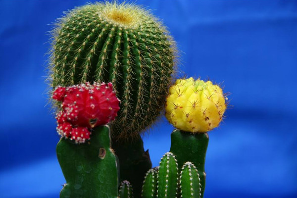 仙人球的種類有哪些，根據(jù)外觀/毛刺/可食用性區(qū)分