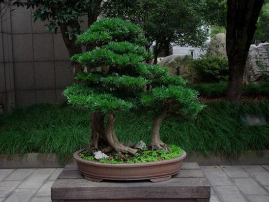 羅漢松修剪方法圖解，只需要三點步驟造型美觀茂盛