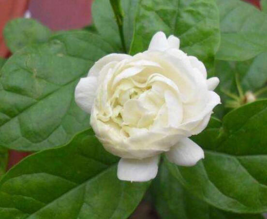 茉莉花的常見(jiàn)品種，欣賞最好看的六大品種