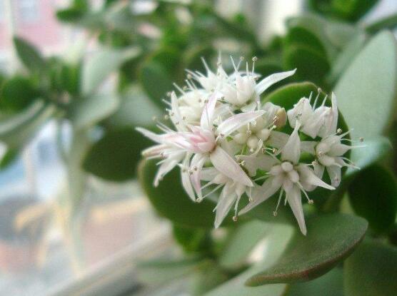 關(guān)于玉樹開花的迷信說法，（玉樹開花人離世）是假的