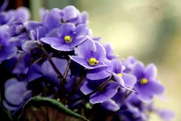 非洲堇秋天怎么養(yǎng)，光照適宜、水分充足