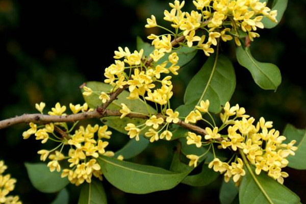 家里為什么不能種桂花，寓意不吉香味過濃