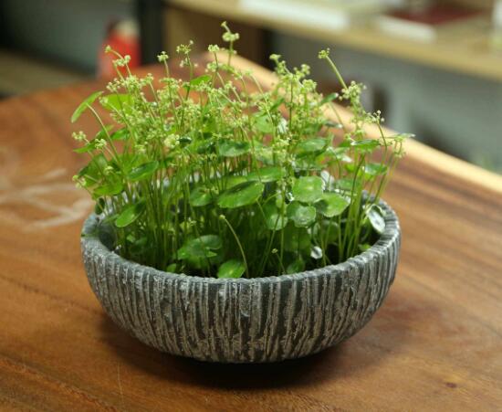 銅錢草什么時(shí)候開花，銅錢草花期多長(zhǎng)時(shí)間（四個(gè)月）