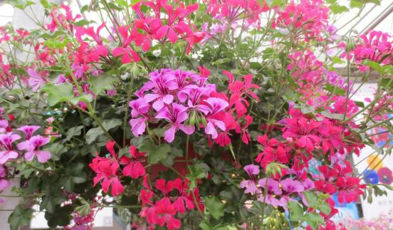 天竺葵花期，天竺葵每年5-7月開花