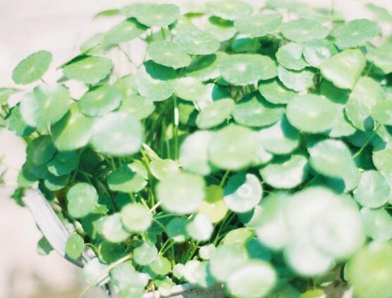 銅錢草水培變黃怎么辦，做好六大要點變得青翠碧綠