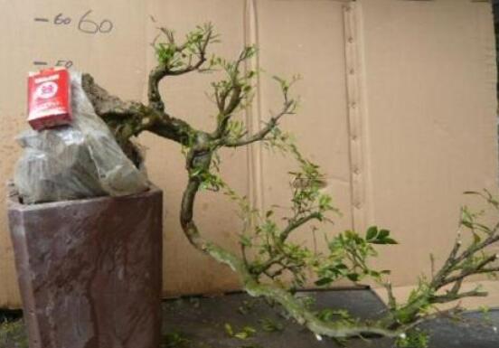 九里香盆景的養(yǎng)殖方法，做好七個基本養(yǎng)殖要點滿盆花香