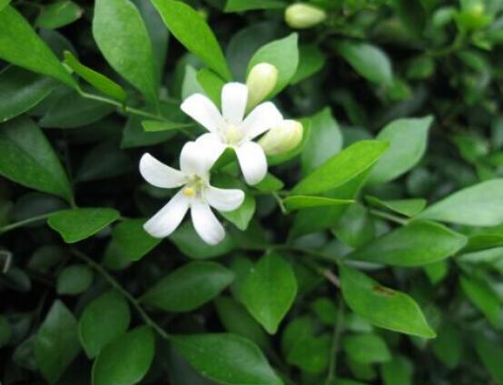 小葉九里香養(yǎng)殖方法，老農(nóng)總結(jié)最有效五個(gè)養(yǎng)護(hù)措施