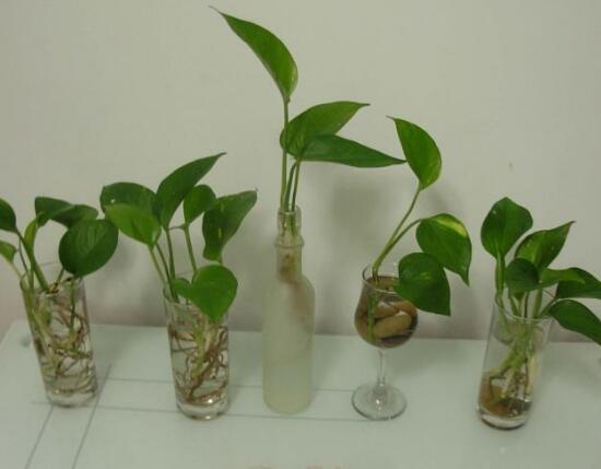 綠蘿扦插快速生根方法，綠蘿的扦插方法圖解