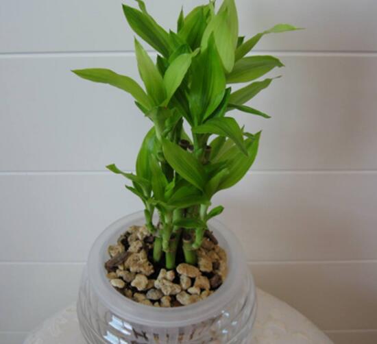 新買(mǎi)的富貴竹怎么水養(yǎng)，水養(yǎng)富貴竹小技巧