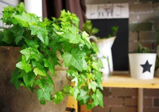 常春藤有毒嗎，常春藤可以放臥室嗎