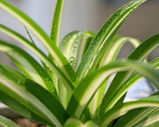 金心吊蘭怎么繁殖，扦插繁殖最為簡(jiǎn)單實(shí)用(存活率高)