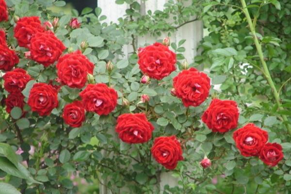 薔薇花剪枝可以插活么，可以插活不過要掌握方法