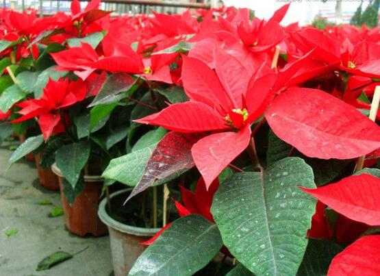 一品紅葉子發(fā)黃脫落怎么辦，輕松掌握六招就可解決