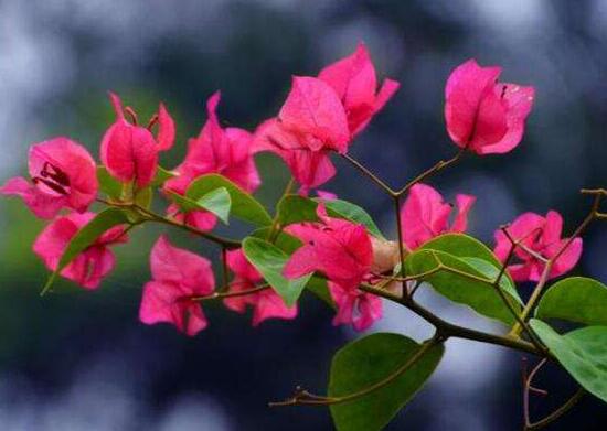 三角梅有毒嗎，三角梅可以放在臥室嗎/有毒不可以