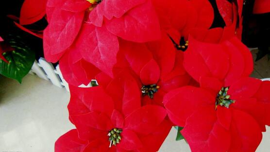 怎樣讓一品紅長(zhǎng)不高，一品紅長(zhǎng)不高方法