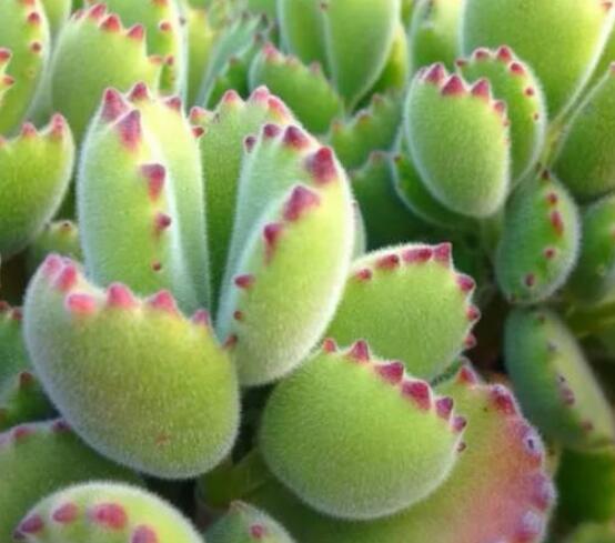 熊童子好養(yǎng)嗎，好養(yǎng)/做好五個(gè)要點(diǎn)生長茂盛美觀