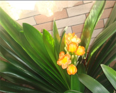 君子蘭幾年開花