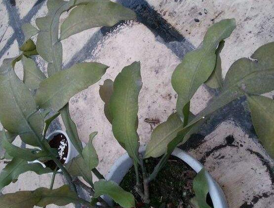 曇花的繁殖方法，盤(pán)點(diǎn)最常見(jiàn)的三種繁殖方法(扦插/播種/嫁接)