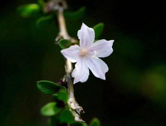 六月雪盆景造型方法，直乾式虬曲式懸崖式三種造型