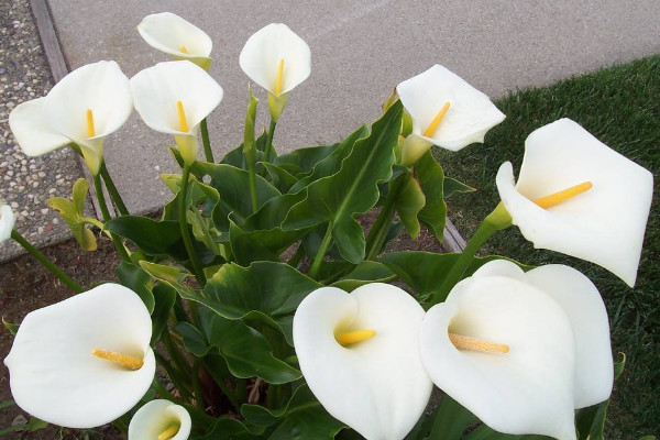 馬蹄蓮花怎么養(yǎng)，使用肥沃疏松養(yǎng)分足的粘壤土栽培