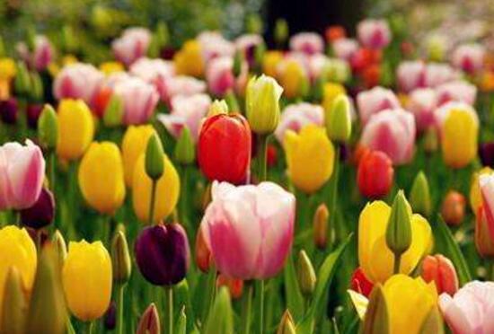 郁金香什么時(shí)候開(kāi)花，郁金香花期多長(zhǎng)時(shí)間