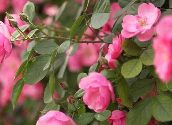 薔薇花的修剪方法，一年可修剪兩次（7-8月/花后12月）