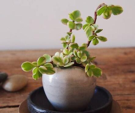 雅樂之舞的寓意，翩翩起舞的優(yōu)美姿態(tài)