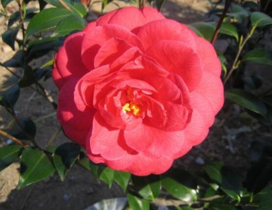 一品紅花怎么養(yǎng)， 做好七個(gè)要點(diǎn)生長(zhǎng)的郁郁蔥蔥、紅紅火火